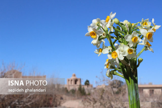 صادرات گل‌ نرگس خراسان جنوبی  به دبی 