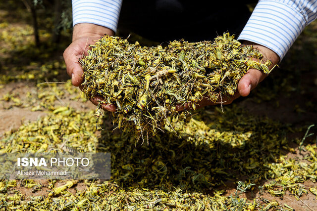 این میهمانان ناخوانده تا ۳ سال قصد خروج از خراسان جنوبی را ندارند 