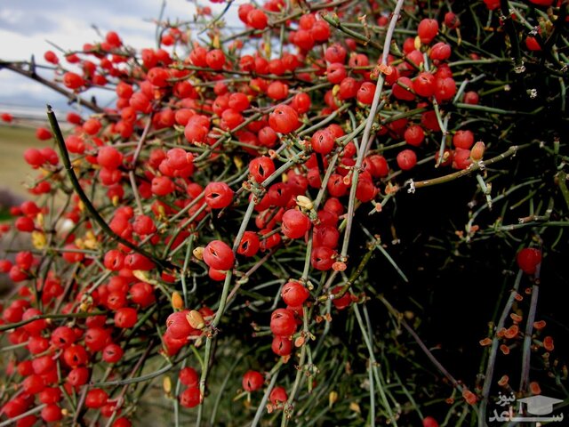 مشکلات تنفسی و آسم را با گیاه "افدرا" حل کنید