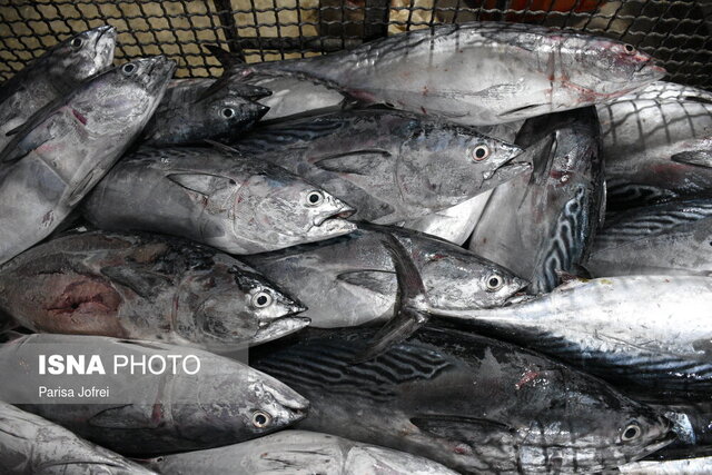 تولید ۸۲۶ تن ماهی طی ۹ ماه گذشته در خراسان جنوبی 