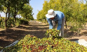 آیین عناب تکانی خوسف ثبت ملی شد