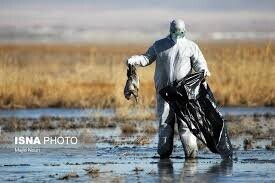 قرمز شدن وضعیت آنفلوآنزای پرندگان در خراسان جنوبی با پنهان کاری یک مرغدار