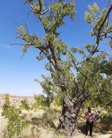 ثبت درخت عناب کهنسال خوسفی در فهرست میراث طبیعی کشور