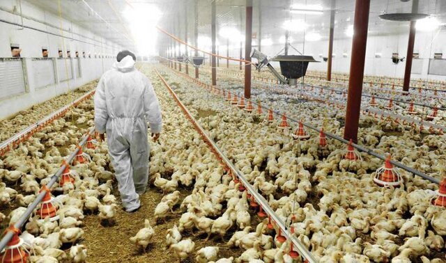 ۹ استان درگیر آنفلوآنزای پرندگان/ پاسخ به گلایه کمبود تخم مرغ در بازار