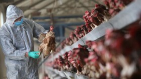 جریمه میلیاردی متخلفان عرضه مرغ در فارس