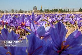 پژوهشگران دانشگاه بیرجند، پروژه آبیاری زعفران را ثبت بین‌‏المللی کردند