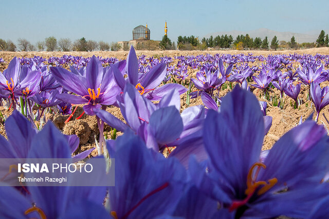 پژوهشگران دانشگاه بیرجند، پروژه آبیاری زعفران را ثبت بین‌‏المللی کردند