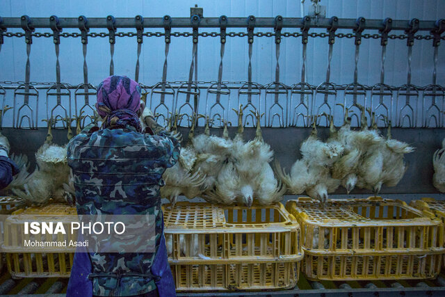 ماجرای توزیع مرغ های به ظاهر فاسد در خراسان جنوبی