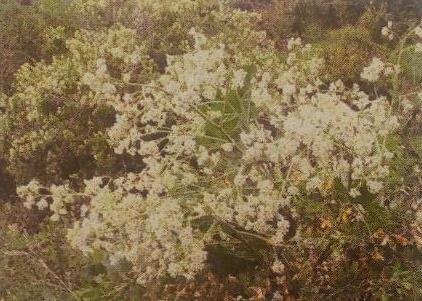 این گیاه، عوارض کمبود ویتامین c را کاهش می‌دهد