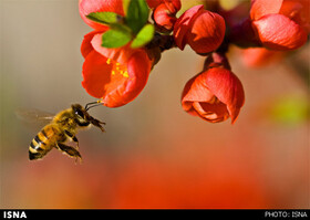 زنبورهای خراسان جنوبی دو برابر سال ۹۸ عسل تولید کردند