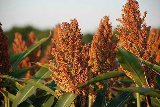 سورگوم؛ گیاهی معجزه‌آسا در بحران خشکسالی 