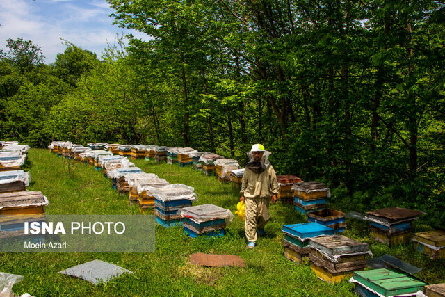 زنبورهای عسل را با هر دارویی درمان نکنید 