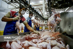 بیش از ۳ هزار قطعه مرغ فاقد مجوز در بیرجند کشف شد