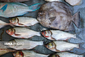 تولید ۱۴۲۸ تن ماهی گرمابی و سردابی طی سال گذشته در استخرهای خراسان جنوبی