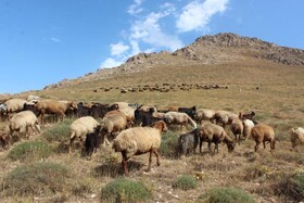 تعطیل شدن چرای مرتعی دام‌ با خشکسالی‌های متوالی