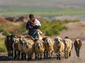 حراج دام‌ها در سایه خشکسالی 