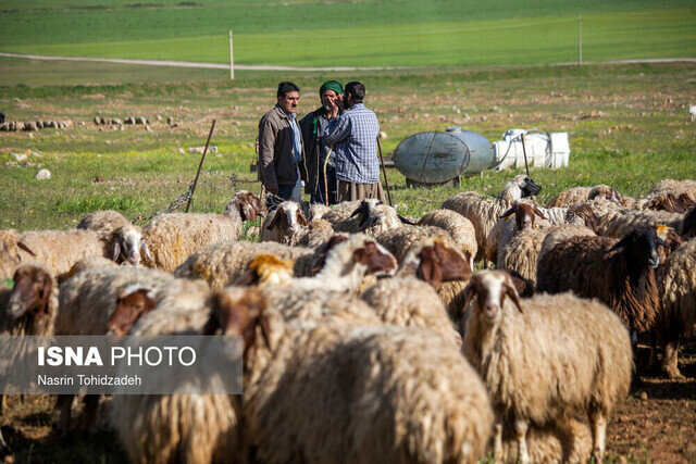 فروش دام؛ بزرگترین دغدغه عشایر خراسان جنوبی‌ / خرید وعده‌ای تعطیل شد 