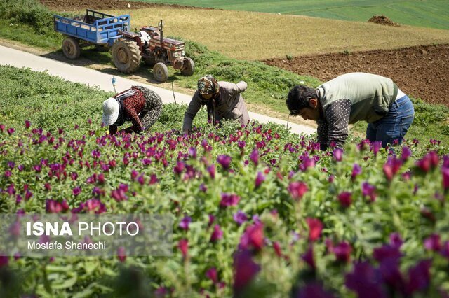 برای کاشت گیاهان دارویی در سربیشه تسهیلات می‌گیرید 
