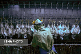 تولید روزانه ۱۰۰ تا ۱۲۰ تن مرغ گرم در خراسان جنوبی