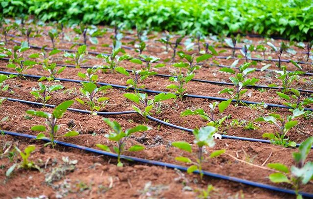 مرهمی برای سرزمین خشک 