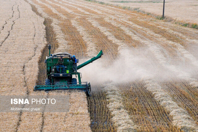 میزان برداشت گندم و جو در سربیشه به نصف کاهش یافت 