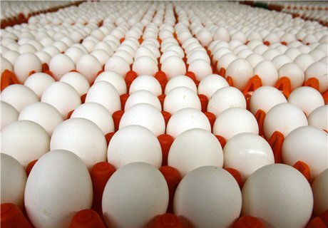 صادرات تخم مرغ از خراسان جنوبی نداشته‌ایم