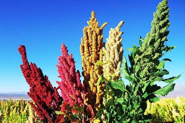 کینوا؛ گیاهی ارزآور و مقاوم به خشکی