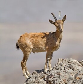 ویروسی به جان حیات وحش خراسان جنوبی