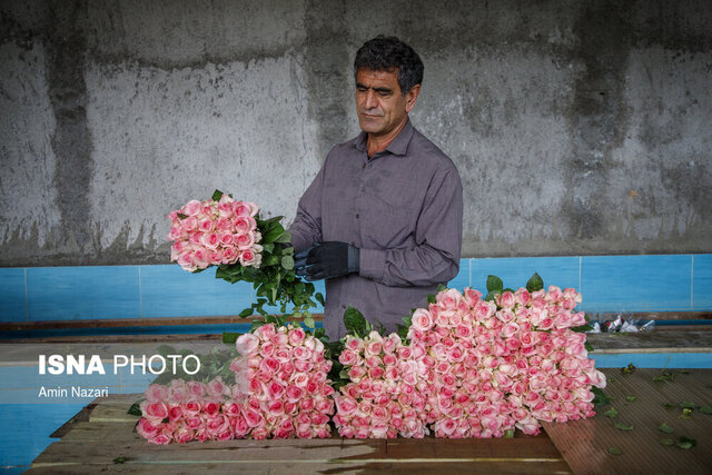 پایانه صادراتی گل رز در خراسان‌ جنوبی راه‌اندازی می‌شود؟