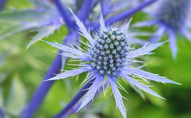 شکاعی؛ گیاهی برای درمان بیماری‌های فلج و رعشه