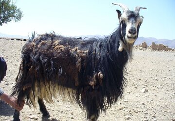 ارزآوری ۲۷۰ هزار دلاری صادرات کرک و موی بز برای خراسان جنوبی 