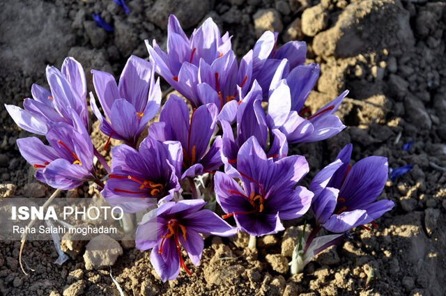 پژوهش جهاددانشگاهی به کمک کیفیت زعفران می‌آید