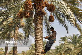 خرمای خراسان جنوبی و قصه ناتمام فرآوری 