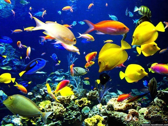 تولید ۵۵۰ هزار قطعه ماهی زینتی در خراسان جنوبی
