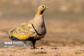 از شناسایی ۵۵ گونه جدید پرندگان تا جای خالی بانک اطلاعات در خراسان جنوبی
