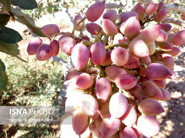 هر مترمربع پسته؛ یک دلار ارزآوری برای کشور 