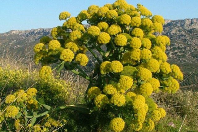 درمان بیماری‌های عصبی با باریجه