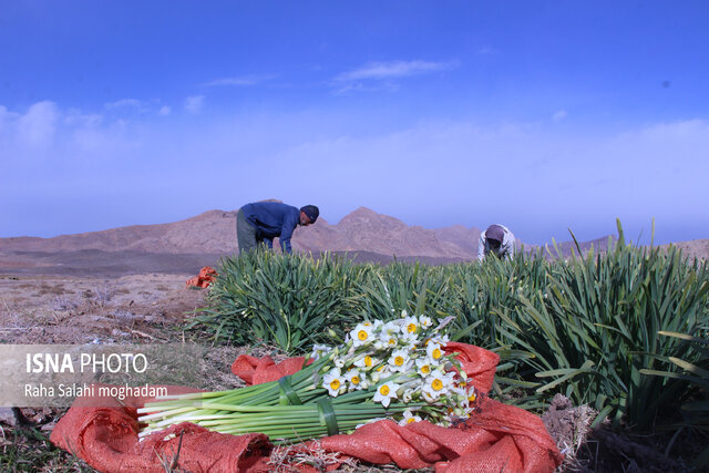 کام نرگس‌کاران شیرین می‌شود