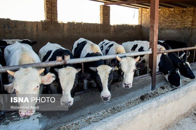 اندر مصائب نبود زیرساختها؛ فروش دام به دلال و آینده بدون گوشت اندر مصائب نبود زیرساختها؛ فروش دام به دلال و آینده بدون گوشت