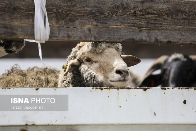 اندر مصائب نبود زیرساختها؛ فروش دام به دلال و آینده بدون گوشت