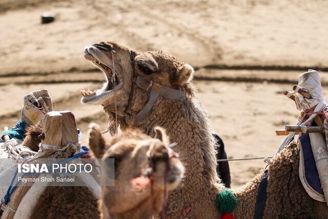 اندر مصائب نبود زیرساختها؛ فروش دام به دلال و آینده بدون گوشت