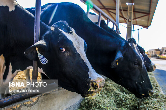 تب برفکی در کمین دام‌هاست 