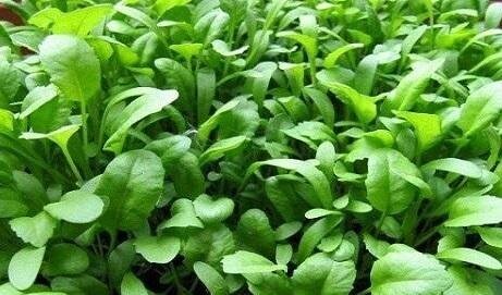 تصفیه خون و دوری از دردهای عصبی با تره تیزک تصفیه خون و دوری از دردهای عصبی با تره تیزک