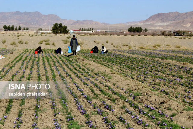 این کشت و این سود جواب نمیدهد