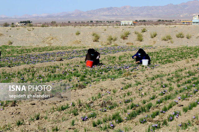 برداشت زعفران در خراسان جنوبی