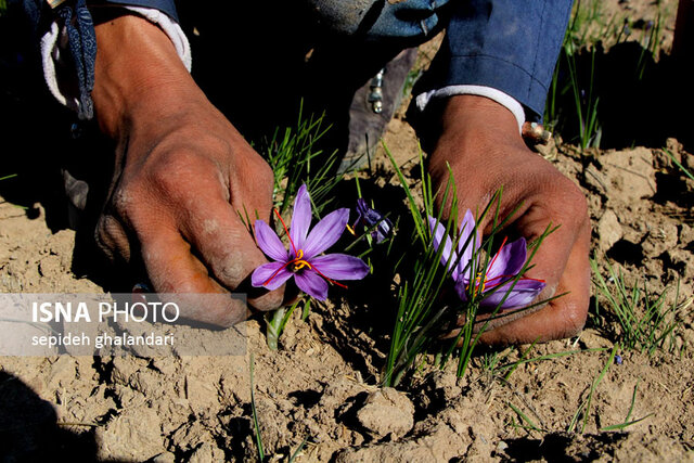 این رنگ زرد از چه حکایت دارد؟