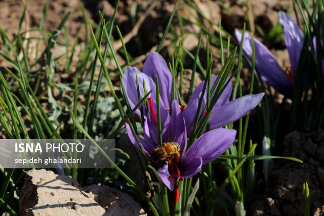 برداشت زعفران در خراسان جنوبی