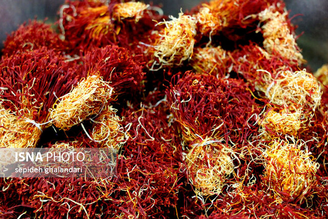 برداشت زعفران در خراسان جنوبی