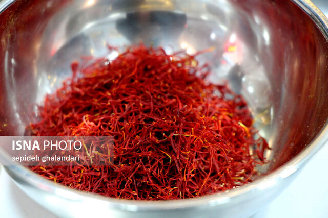 برداشت زعفران در خراسان جنوبی