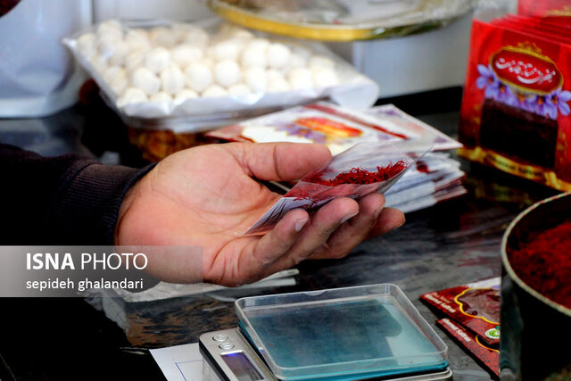 برداشت زعفران در خراسان جنوبی